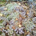 ���� Nadezhda, ������, 64 ���� - ��������� 29 ������ 2017 � ������ ���� ����������