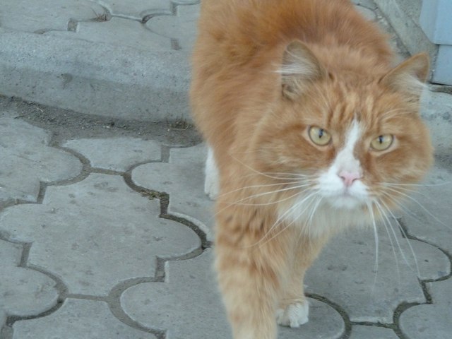 ГДЕ ЖИВЁТ ДОБРОТА? Слушок долетел до бродяги-кота, Что где-то на свете живёт Доброта. И даже не ...