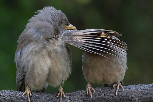     Comedy Wildlife Photography Awards 2016 - 3