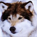 ���� Mihail, ������, 38 ��� - ��������� 3 ������� 2016