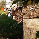 ���� ������, ��������� - ��������� 21 ������� 2016 � ������ ���� ����������