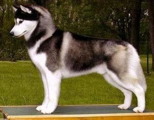   HUSKY. ,          ... - 8