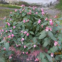 ���� ������� �� �������, ����������, 66 ��� - ��������� 22 �������� 2016 � ������ ������ � ������