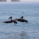 �������� �� ������� ���� ����