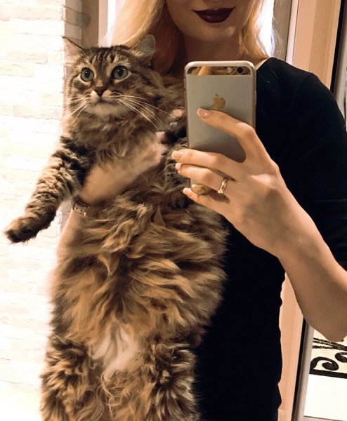#Безкота_добро.Нашла свою Алису 5 лет назад, сидела в траве испуганная с большими глазами... ну как ... - 3