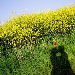 �������, ������������, 45 ���