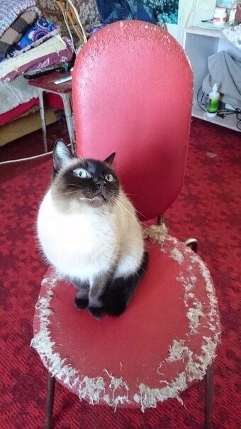 Что значит «Это не когтеточка»?