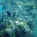 ���� ��������, ������, 51 ��� - ��������� 26 ������ 2017 � ������ ���� ����������
