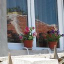 ���� Svetlozar, �����, 46 ��� - ��������� 4 ������� 2016 � ������ ��������� 2015�