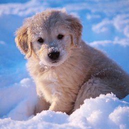 Alex, ����, 45 ���