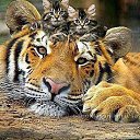 ���� �����, ����������, 62 ���� - ��������� 10 ������ 2016 � ������ ���� ����������