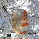 ���� �����, ����������� - ��������� 16 ������ 2017 � ������ ���� ����������