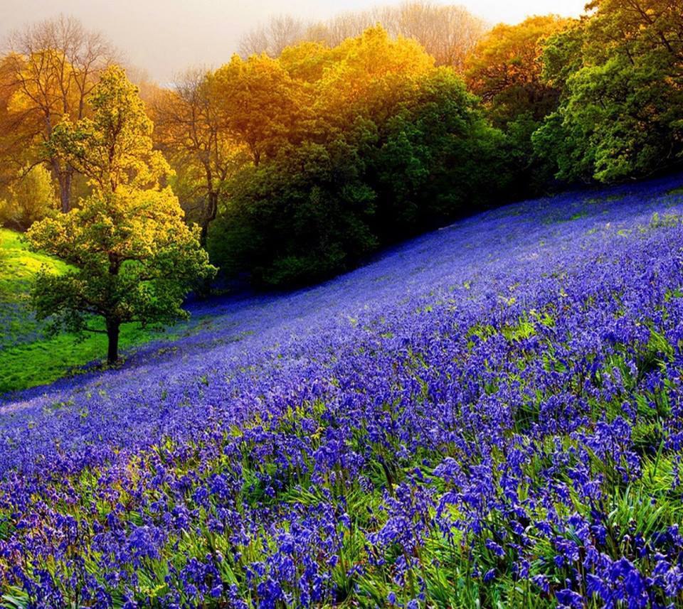    .,   : ,  ,  ... - 4