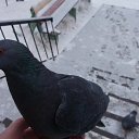 ���� �������, ������ - ��������� 22 ������ 2016 � ������ �����-��� http://vkontakte.ru/app1713637�