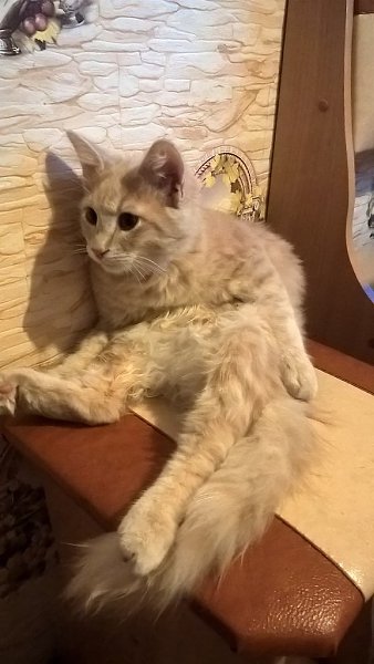 #Безкота_добро.Кот сломался Этому чуду 4 месяца.Найденыш с улицы.Неординарные позы-его конек - 2