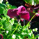 ���� Valery, �������, 79 ��� - ��������� 10 ������� 2016 � ������ ���� ����������