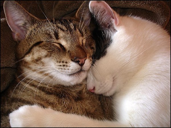   ))         ))  ! )) - 3