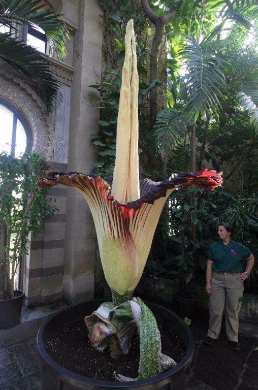         (Amorphophallus titanum).