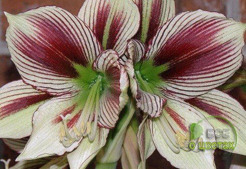 ����������� Papilio. ��� ������: ������� ���������������. ���� ������: �����������, ����������� �� ...