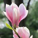 ���� �����, ���������, 44 ���� - ��������� 4 ����� 2017 � ������ ���� �������� ������