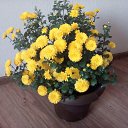 ���� �������, ����������, 55 ��� - ��������� 26 �������� 2016 � ������ ���� ����������