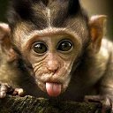 ���� ��������, ������, 63 ���� - ��������� 17 ����� 2017