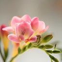 ���� �����, �����-���������, 62 ���� - ��������� 16 ����� 2017 � ������ ���� ����������