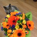 ���� �����, ���������, 62 ���� - ��������� 21 �������� 2016 � ������ ������ ��������