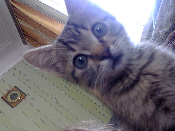 #Безкота_добро.Знакомьтесь Семен. Два года назад , на улице его вырвали из пасти двух псов, которые ... - 2