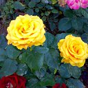 ���� ��������, ������ - ��������� 12 ������� 2016 � ������ ���� ������