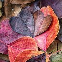 ���� �������, ����� - ��������� 31 ������� 2016 � ������ ���� ����������