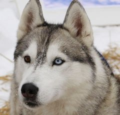   HUSKY. ,          ... - 11