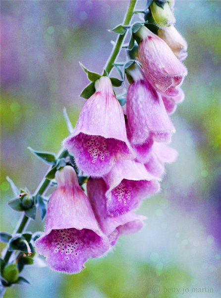 )))..Still life and Flowers by Betty Jo Martin. - 17