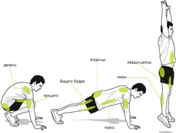 . . . Burpee.  .  (, burpee)     ...