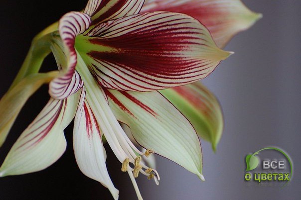 ����������� Papilio. ��� ������: ������� ���������������. ���� ������: �����������, ����������� �� ... - 7