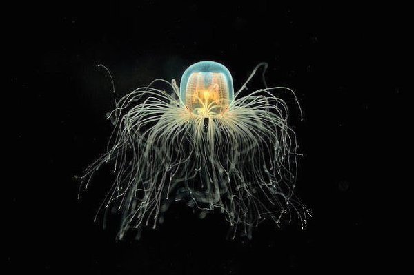 Бессмертная медуза Turritopsis Nutricula – единственное бессмертное существо на Земле.