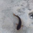 ���� ����, ���������, 41 ��� - ��������� 3 ������� 2017 � ������ ������� �����