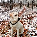 ���� ����, �������, 55 ��� - ��������� 13 ������� 2017 � ������ ���� �����