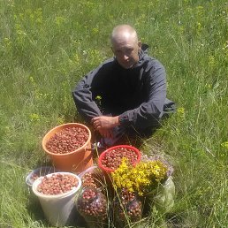 �������, ���������, 40 ���