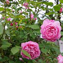 ���� Leonardo da Vinci (MEIdeauri) �������� �� ����� �� ������� ���� ����������