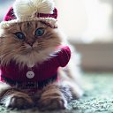 ���� ���������, ������, 66 ��� - ��������� 30 ������� 2016 � ������ ������ ��������