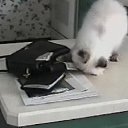 ���� �������, ������, 48 ��� - ��������� 17 �������� 2016 � ������ ���� ����������