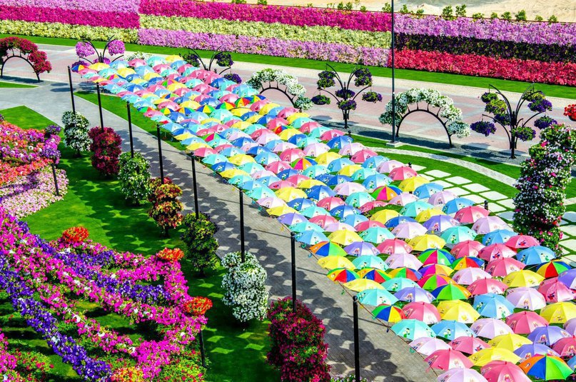 #Dubai Miracle Garden -      , # - 10