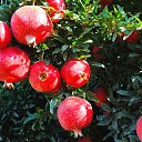 ���� Aziz, �����������, 47 ��� - ��������� 2 ����� 2017