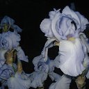 ���� �������, ������� - ��������� 18 ������� 2017 � ������ ���� ����������