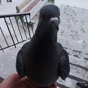 ���� �������, ������ - ��������� 22 ������ 2016 � ������ �����-��� http://vkontakte.ru/app1713637�
