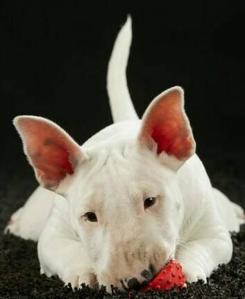 Английский бультерьер. - 28 января 2017 в 15:57