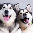 ���� �������, �������, 54 ���� - ��������� 15 ����� 2017 � ������ ���� ����������