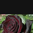 ���� Galina, ������, 69 ��� - ��������� 14 ������ 2017