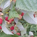 ���� ����, �����, 99 ��� - ��������� 11 ������� 2017 � ������ ���� ����������